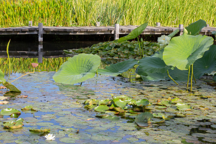 nenuphar parc nantes eau carole doussin photographe